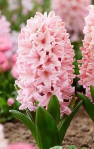 hyacinth pink